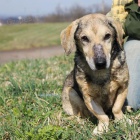 Jezev��k Marty hled� domov