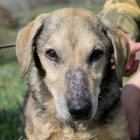 Jezev��k Marty hled� domov