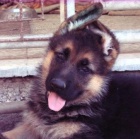 �t��ata N�MECK�HO OV��KA s PP v atraktivn� barv�; typ REX 