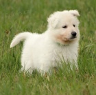 B�O-voln� pejsek