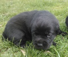 �t���tka labradora - �ern� fenky