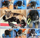 N�meck� ov��k �t��ata s PP