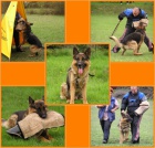 N�meck� ov��k �t��ata s PP