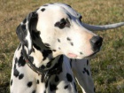 Zad�m �t��ata dalmatina