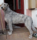 Irsk� vlkodav, �t���tka s PP