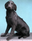 Prod�m Flat Coated Retrievera