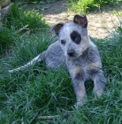 Australsk� hon�ck� pes - modr� �t���tka