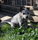 Australsk� hon�ck� pes - modr� �t���tka