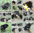 N�meck� ov��k �t��ata s PP