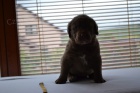 Chesapeake Bay Retriever �t���tka s PP