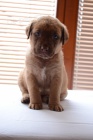 Chesapeake Bay Retriever �t���tka s PP