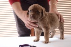 Chesapeake Bay Retriever �t���tka s PP
