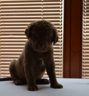 Chesapeake Bay Retriever �t���tka s PP