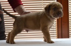 Chesapeake Bay Retriever �t���tka s PP
