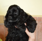 Americk� kokr�pan�l s PP