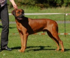 �t��ata rhodesk�ho ridgebacka s PP