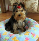 Prod�m �t�n� jork��rsk�ho teriera s PP