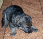 �t���tka NO s PP 