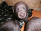 Labradorsk� retriever s PP �okol�dov�