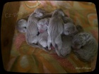 V�marsk� oha� - �t���tka - weimaraner puppies