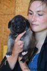 Kangal (registrovan� anatolsk� pasteveck� pes)