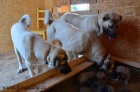 Kangal (registrovan� anatolsk� pasteveck� pes)