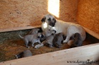 Kangal (registrovan� anatolsk� pasteveck� pes)
