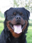 Rottweiler - �t��ata s pr�kazem p�vodu
