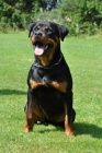 Rottweiler - �t��ata s pr�kazem p�vodu