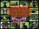 Rottweiler - �t��ata s pr�kazem p�vodu