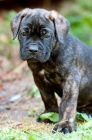 �t���tka Cane Corso s PP