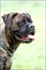 �t���tka Cane Corso s PP