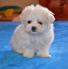 Malt�z��ek (Malt�zsk� ps�k)-luxusn� �t���tka s PP