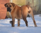 boerboel- bursk� buldok....