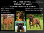 Tosa Inu - rezervace �t��at z TOP spojen�