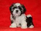 Shih-tzu, �i-tzu �t���tka s PP