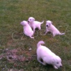 Prod�m �t���tka b�l�ho �v�carsk�ho ov��ka