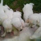 Prod�m �t���tka b�l�ho �v�carsk�ho ov��ka