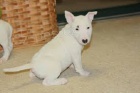 Prod�m  Mini Bull Teri�r �tenata