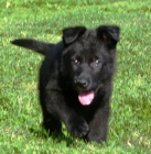 N�meck� ov��k s PP