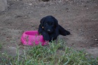 �t�n� Flat Coated Retriever/Retr�vr