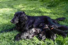 �t�n� Flat Coated Retriever/Retr�vr