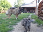 Kavkazsk� pasteveck� pes