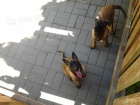 Prod�m �t��ata Belgick� ov��k Malinois z pracovn�ho spojen�