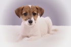 Jack Russell teri�r