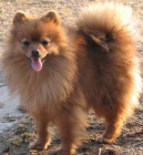 n�meck� �pic mal�