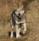 Saarloos�v vl��k fenka s PP