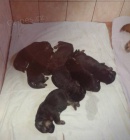 Prod�me �t��ata n�m. ov��k� s PP