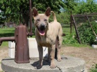 Thajsk� Ridgeback s PP
