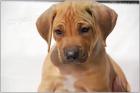 Rhodesian Ridgeback / Rhod�sk�